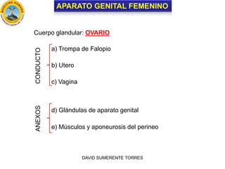 APARATO GENITAL FEMENINO
Cuerpo glandular: OVARIO
a) Trompa de Falopio
b) Utero
c) Vagina
CONDUCTOANEXOS
d) Glándulas de aparato genital
e) Músculos y aponeurosis del perineo
DAVID SUMERENTE TORRES
 