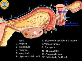 UTERO
Ligamento cardinal
Ligamento Mackenrodt
Vasos
uterinos
1. Itsmo
2. Ampulla
3. Infundíbulo
4. Fimbrias
5. Intersticia...