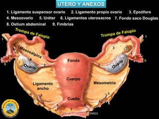 UTERO Y ANEXOS
Fondo
Cuerpo
Cuello
4. Mesoovario
Ligamento
ancho
1. Ligamento suspensor ovario
5. Uréter
3. Epoóforo2. Lig...