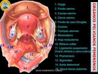 1. Vejiga
2. Fondo uterino
6. Ovarios
7. Trompas uterinas
ORGANOSPELVIANOSFEMENINOS
1
2
3
4
5
6
7
8
9
10
6
7
8
11
12
13
14...