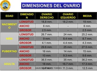 Anatomia De Los Genitales Femeninos
