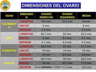 EDAD
DIMENSIO
N
OVARIO
DERECHO
OVARIO
IZQUIERDO
MEDIA
NACIMIENT
O
LONGITUD 18,8 mm. 18.2 mm. 19 mm.
ANCHO 6 mm. - 6 mm.
GR...