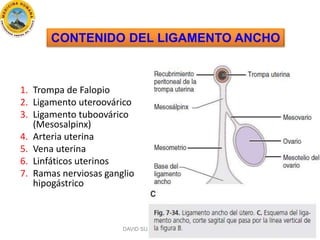CONTENIDO DEL LIGAMENTO ANCHO
1. Trompa de Falopio
2. Ligamento uteroovárico
3. Ligamento tuboovárico
(Mesosalpinx)
4. Art...