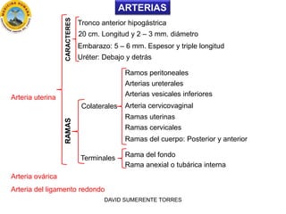 ARTERIAS
Arteria uterina
Tronco anterior hipogástrica
20 cm. Longitud y 2 – 3 mm. diámetro
Embarazo: 5 – 6 mm. Espesor y t...