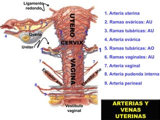 Ovario
Ligamento
redondo
Uréter
Vestíbulo
vaginal
UTERO
CERVIX
VAGINA
2. Ramas ováricas: AU
3. Ramas tubáricas: AU
1. Arte...