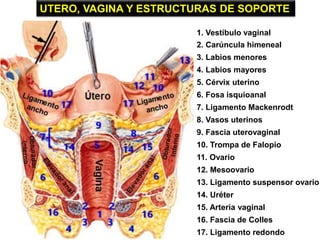 1. Vestíbulo vaginal
2. Carúncula himeneal
3. Labios menores
4. Labios mayores
12. Mesoovario
5. Cérvix uterino
6. Fosa is...