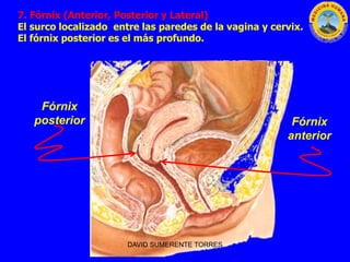 7. Fórnix (Anterior, Posterior y Lateral)
El surco localizado entre las paredes de la vagina y cervix.
El fórnix posterior...