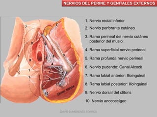 NERVIOS DEL PERINE Y GENITALES EXTERNOS
1. Nervio rectal inferior
2. Nervio perforante cutáneo
3. Rama perineal del nervio...