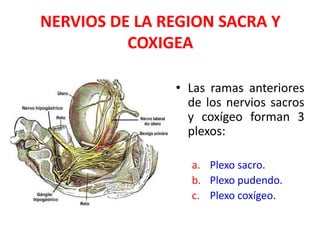 NERVIOS DE LA REGION SACRA Y
COXIGEA
• Las ramas anteriores
de los nervios sacros
y coxígeo forman 3
plexos:
a. Plexo sacro.
b. Plexo pudendo.
c. Plexo coxígeo.
 