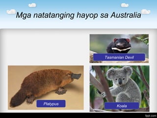 Mga natatanging hayop sa Australia
Tasmanian Devil
Platypus
Koala
 