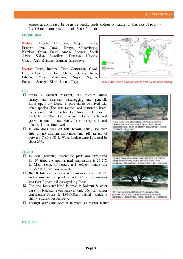 acacia tortilis introdution distribution phenology silvicultural