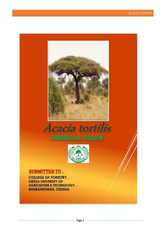 ACACIA TORTILIS
Page 1
UMBRELLA THORN
COLLEGE OF FORESTRY ,
ORISSA UNIVERSITY OF
AGRICULTURE & TECHNOLOGY ,
BHUBANESWAR, ODISHA
SUBMITTED TO ,
 