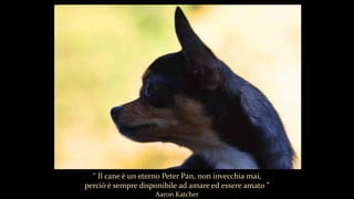 “ Il cane è un eterno Peter Pan, non invecchia mai,
perciò è sempre disponibile ad amare ed essere amato ”
Aaron Katcher
 