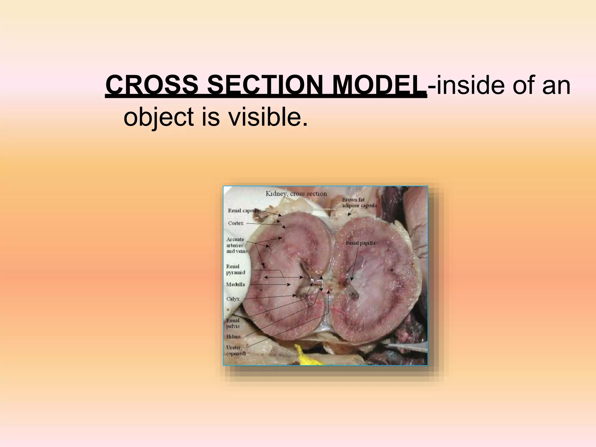 CROSS SECTION MODEL-inside of an
object is visible.
 