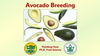 Avocado Breeding
Mandeep Kaur
Ph.D. Fruit Science
 