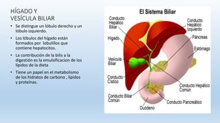 HÍGADO Y
VESÍCULA BILIAR
• Se distingue un lóbulo derecho y un
lóbulo izquierdo.
• Los lóbulos del hígado están
formados por lobulillos que
contiene hepatocitos.
• La contribución de la bilis a la
digestión es la emulsificacion de los
lípidos de la dieta
• Tiene un papel en el metabolismo
de los hidratos de carbono , lípidos
y proteínas.
 