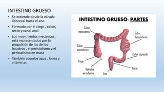 INTESTINO GRUESO
• Se extiende desde la válvula
ileocecal hasta el ano
• Formado por el ciego , colon,
recto y canal anal
• Los movimientos mecánicos
esta representados por la
propulsión de los de los
haustros , el peristalismo y el
peristalismo en masa
• También absorbe agua , iones y
vitaminas
 