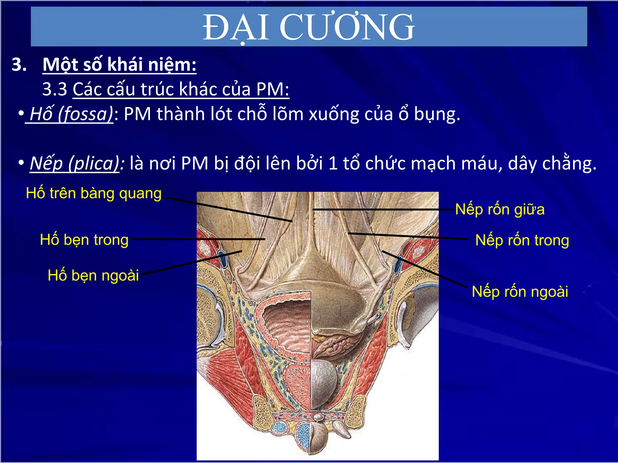 Giải phẫu Trung thất, Phúc mạc - Đại học Y Hà Nội | PPTX