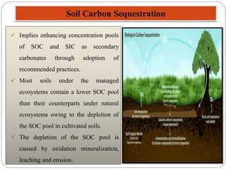 Soil Carbon Sequestration
 Implies enhancing concentration pools
of SOC and SIC as secondary
carbonates through adoption of
recommended practices.
 Most soils under the managed
ecosystems contain a lower SOC pool
than their counterparts under natural
ecosystems owing to the depletion of
the SOC pool in cultivated soils.
 The depletion of the SOC pool is
caused by oxidation mineralization,
leaching and erosion.
 