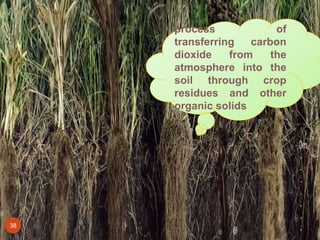 38
process of
transferring carbon
dioxide from the
atmosphere into the
soil through crop
residues and other
organic solids
 