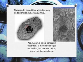 Na verdade, eucariótico vem do grego,
onde significa núcleo verdadeiro.
Assim, para a célula conseguir
obter toda a matéria e energia
necessária, ela permite trocas,
sendo um sistema aberto.
 
