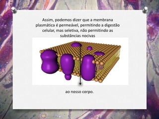Assim, podemos dizer que a membrana
plasmática é permeável, permitindo a digestão
celular, mas seletiva, não permitindo as
substâncias nocivas
ao nosso corpo.
 