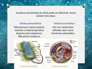 A própria constituição da célula pode ser diferente. Assim,
existem dois tipos:
Células procarióticas Células eucarióticas
Não possuem núcleo próprio,
estando o material genético
disperso pelo citoplasma.
Não possui invólucro.
Têm um núcleo bem
definido, bem como
membrana plasmática.
 