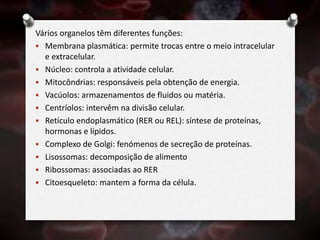 Vários organelos têm diferentes funções:
 Membrana plasmática: permite trocas entre o meio intracelular
e extracelular.
 Núcleo: controla a atividade celular.
 Mitocôndrias: responsáveis pela obtenção de energia.
 Vacúolos: armazenamentos de fluidos ou matéria.
 Centríolos: intervêm na divisão celular.
 Retículo endoplasmático (RER ou REL): síntese de proteínas,
hormonas e lípidos.
 Complexo de Golgi: fenómenos de secreção de proteínas.
 Lisossomas: decomposição de alimento
 Ribossomas: associadas ao RER
 Citoesqueleto: mantem a forma da célula.
 