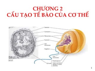 CHƯƠNG 2
CẤU TẠO TẾ BÀO CỦA CƠ THỂ
1
 