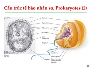 BÀI 9  TẾ BÀO NHÂN THỰC tiếp theo