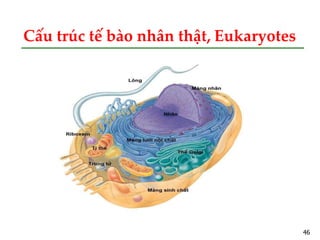 Sinh vật nhân sơ  Wikipedia tiếng Việt