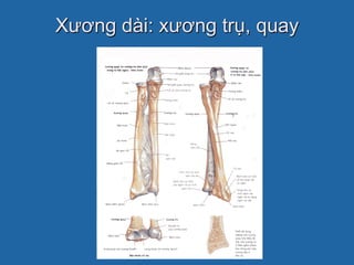 1. Đại cương Xương, Cơ, Khớp | PDF