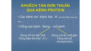 Trao đổi chất qua màng tế bào - ĐHYHN
