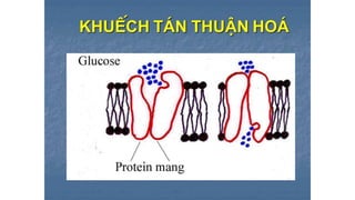 Trao đổi chất qua màng tế bào - ĐHYHN