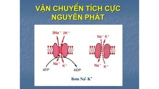 Trao đổi chất qua màng tế bào - ĐHYHN