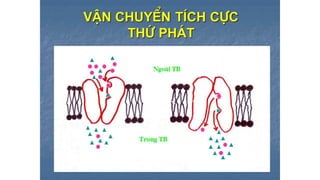 Trao đổi chất qua màng tế bào - ĐHYHN