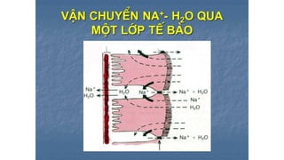 Trao đổi chất qua màng tế bào - ĐHYHN