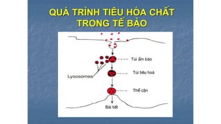Trao đổi chất qua màng tế bào - ĐHYHN