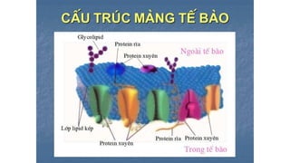 Trao đổi chất qua màng tế bào - ĐHYHN