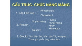 Trao đổi chất qua màng tế bào - ĐHYHN