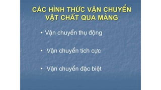 Trao đổi chất qua màng tế bào - ĐHYHN