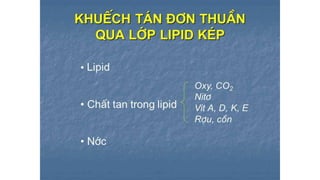 Trao đổi chất qua màng tế bào - ĐHYHN
