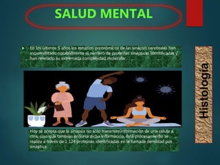  En los últimos 5 años los estudios proteómicos de las sinapsis cerebrales han
incrementado notablemente el número de proteínas sinápticas identificadas y
han revelado su extremada complejidad molecular.
SALUD MENTAL
Histología
Hoy se acepta que la sinapsis no sólo transmite información de una célula a
otra, sino que también procesa dicha información. Este procesamiento se
realiza a través de 1 124 proteínas identificadas en la llamada densidad pos
sináptica.
 