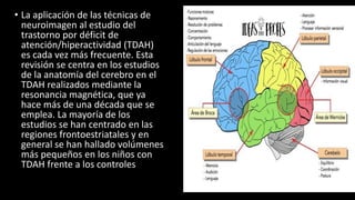 • La aplicación de las técnicas de
neuroimagen al estudio del
trastorno por déficit de
atención/hiperactividad (TDAH)
es cada vez más frecuente. Esta
revisión se centra en los estudios
de la anatomía del cerebro en el
TDAH realizados mediante la
resonancia magnética, que ya
hace más de una década que se
emplea. La mayoría de los
estudios se han centrado en las
regiones frontoestriatales y en
general se han hallado volúmenes
más pequeños en los niños con
TDAH frente a los controles
 