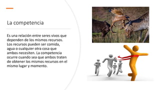 La competencia
Es una relación entre seres vivos que
dependen de los mismos recursos.
Los recursos pueden ser comida,
agua o cualquier otra cosa que
ambos necesiten. La competencia
ocurre cuando sea que ambos traten
de obtener los mismos recursos en el
mismo lugar y momento.
 