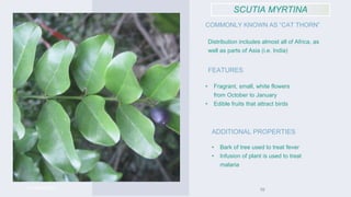 SCUTIA MYRTINA
COMMONLY KNOWN AS “CAT THORN”
Distribution includes almost all of Africa, as
well as parts of Asia (i.e. In...
