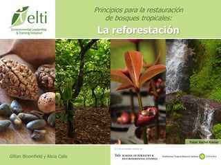 Fotos: Rachel Kramer
Principios para la restauración
de bosques tropicales:
La reforestación
Gillian Bloomfield y Alicia Calle
ELTI es una iniciativa conjunta de:
 