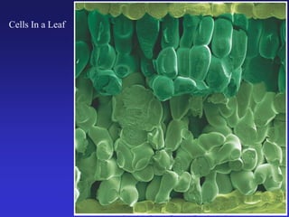 A.1 Postulates of the Cell Theory.ppt