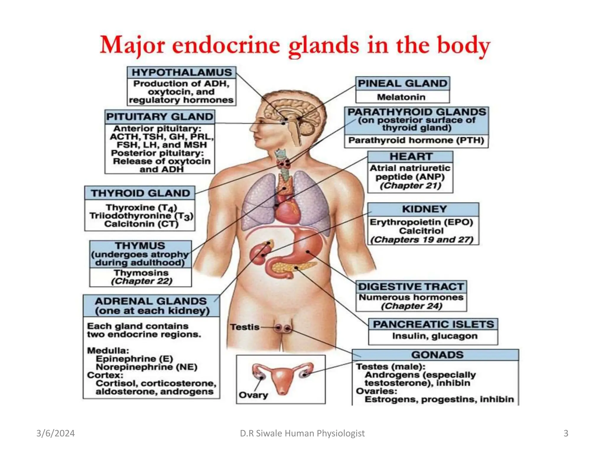 A. Intro to the ENDOCRINE system.pptx MEDICAL studies | PPTX