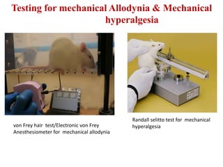 Testing for mechanical Allodynia & Mechanical
hyperalgesia
von Frey hair test/Electronic von Frey
Anesthesiometer for mechanical allodynia
Randall selitto test for mechanical
hyperalgesia
 